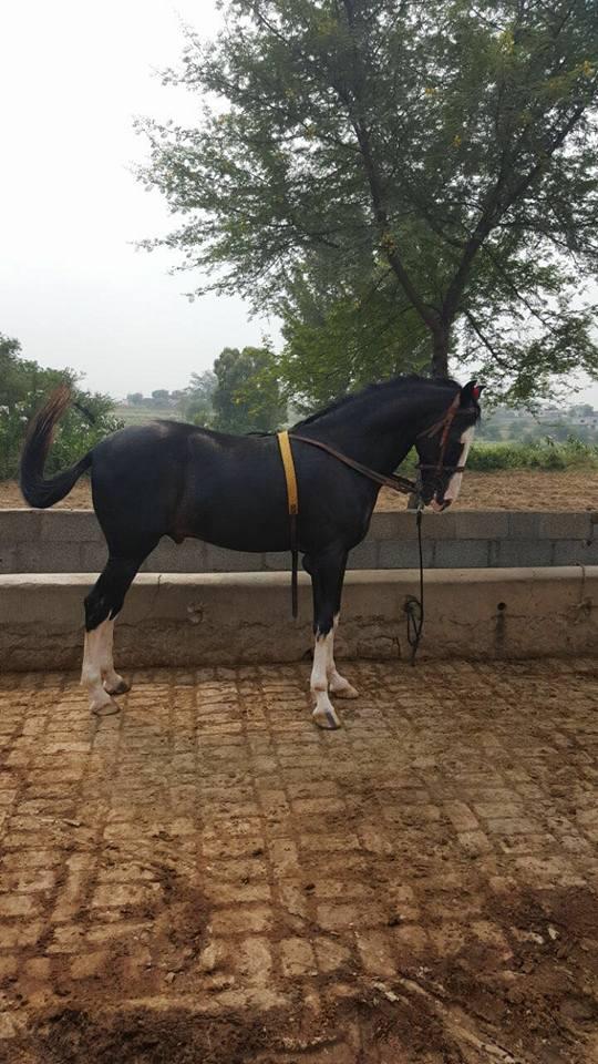 Buying and selling horses in Pakistan online horses market Kisanlink