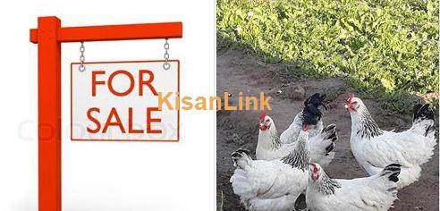 White buff for sale - Kisanlink