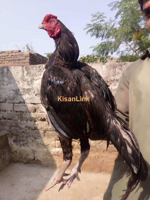 Aseel For Sale - Kisanlink