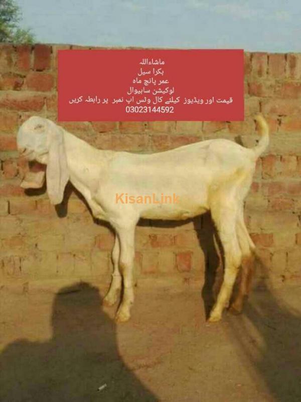 Goat For Sale Kisanlink