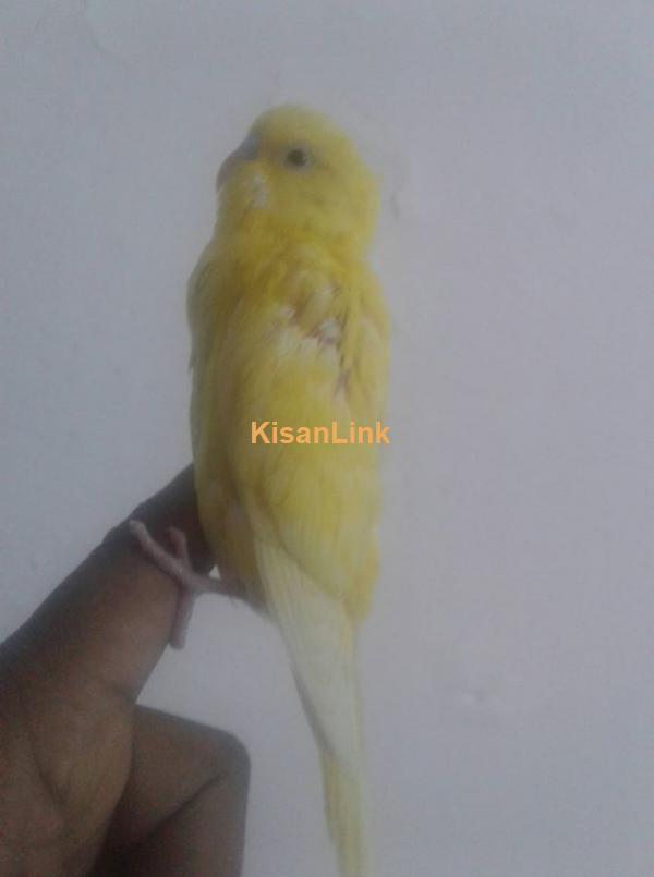 canary bird for sale in islamabad