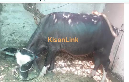 Buffalo For Sale - Kisanlink Buffalo For Sale - Kisanlink