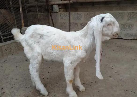 Goats For Sale - Kisanlink