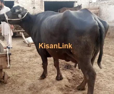 Online buffalo & selling Pakistan - Kisanlink