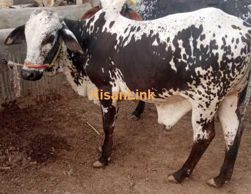 Qurbani Special - Animals for Qurbani in Pakistan - Kisanlink