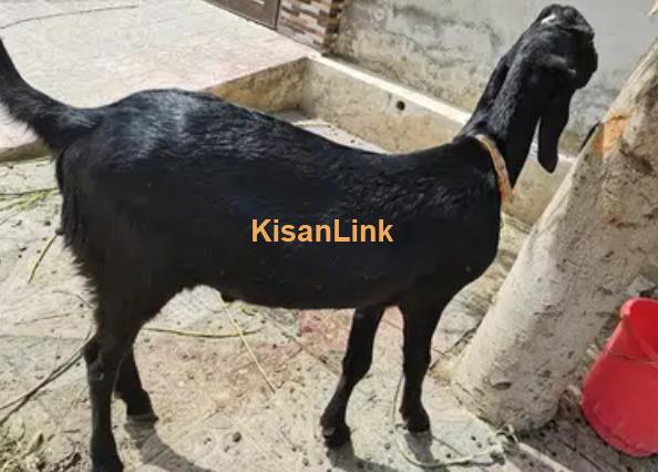 Goats For Sale - Kisanlink Goats For Sale - Kisanlink