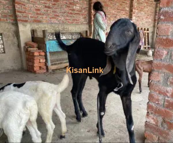 black bakra male goat - Kisanlink