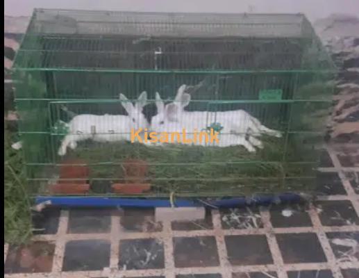 Rabbit and 3 ft cage - Kisanlink