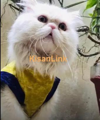 4 Piki bloodline Stud Male and Female Cats/ Kittens for sale - Kisanlink