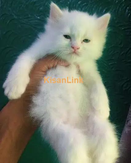 Cats for sale in Pakistan - Kisanlink