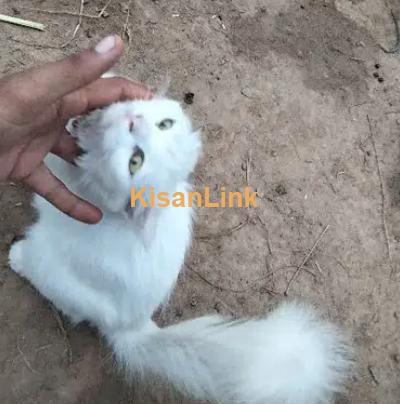 Cats for sale in Pakistan - Kisanlink