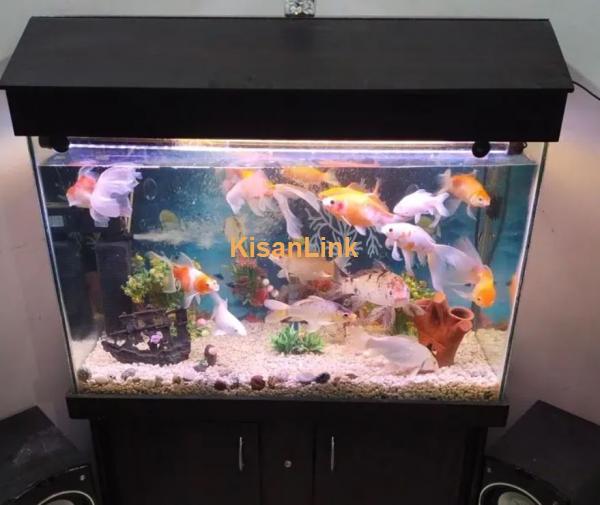 Aquarium fish for sale near me hotsell